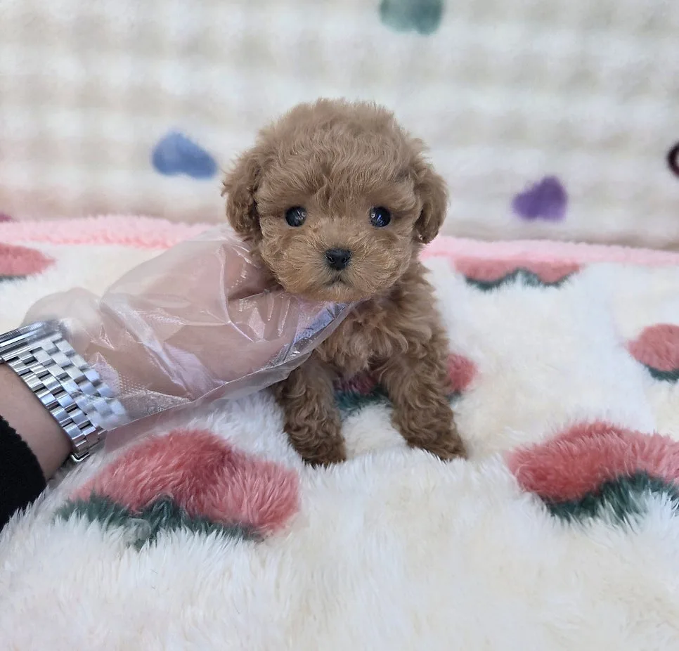 푸들 입양 2026: 똑똑한 반려견, 드림독 인천에서 만나는 법 — 반려동물 — incheondreamdog