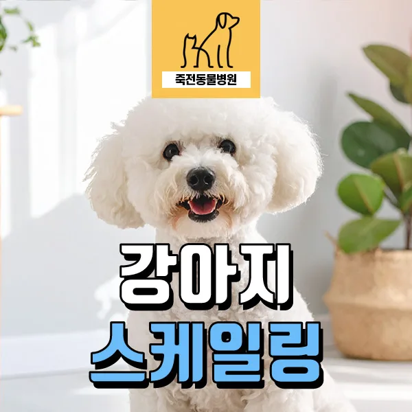 7살 강아지 스케일링 과정 완벽 분석 (2026년 최신 정보)