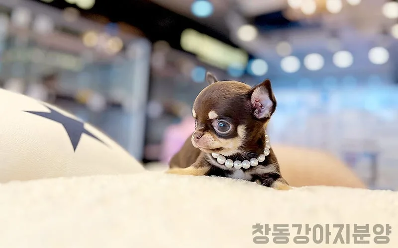 단모 치와와 입양 결정 2026: 후기 기반 선택 가이드 2