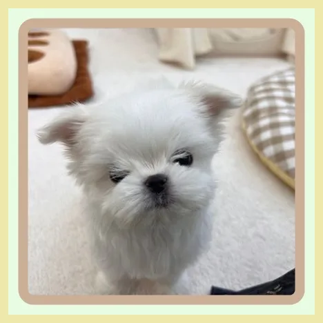 Choosing a Healthy Puppy in Seosan 2026: 5 Steps