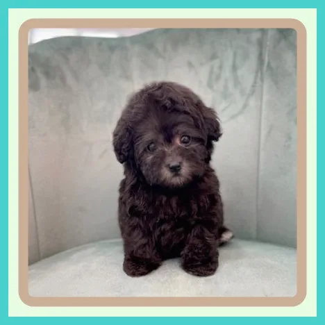 Choosing a Healthy Puppy in Seosan 2026: 5 Steps 3