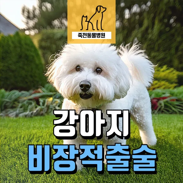 강아지 비장 혹, 혈종과 혈액육종 구분법 2026년 최신 정보
