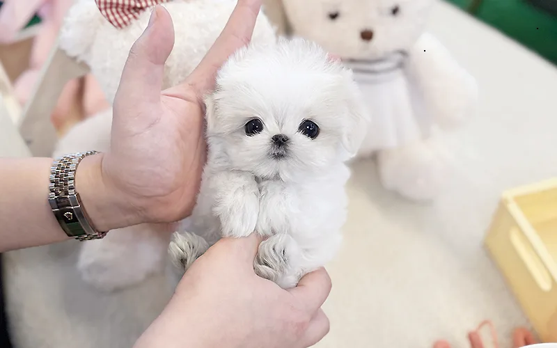 잠실 애견 분양 2026: 건강한 반려견 선택 가이드 2