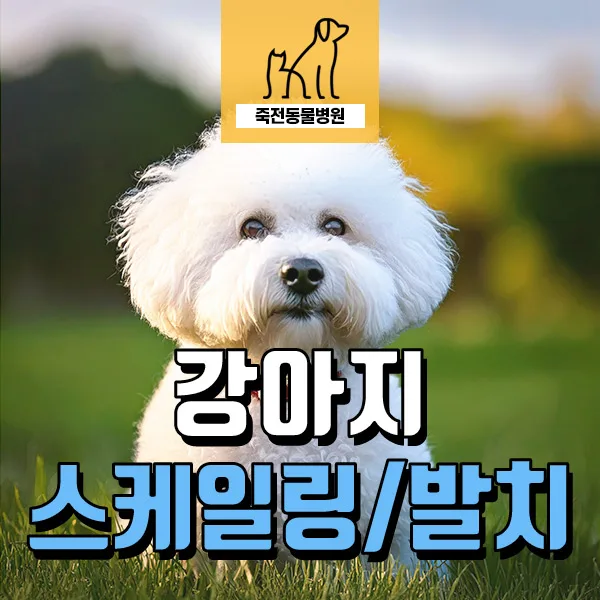 강아지 스케일링, 치근 농양 조기 발견 비결 2026