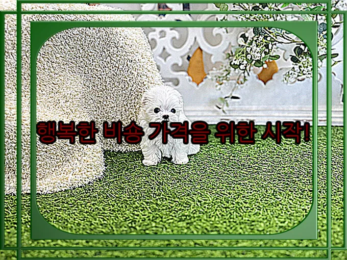 의령 애견분양 스피츠 대신 푸숑 입양 후기 2026