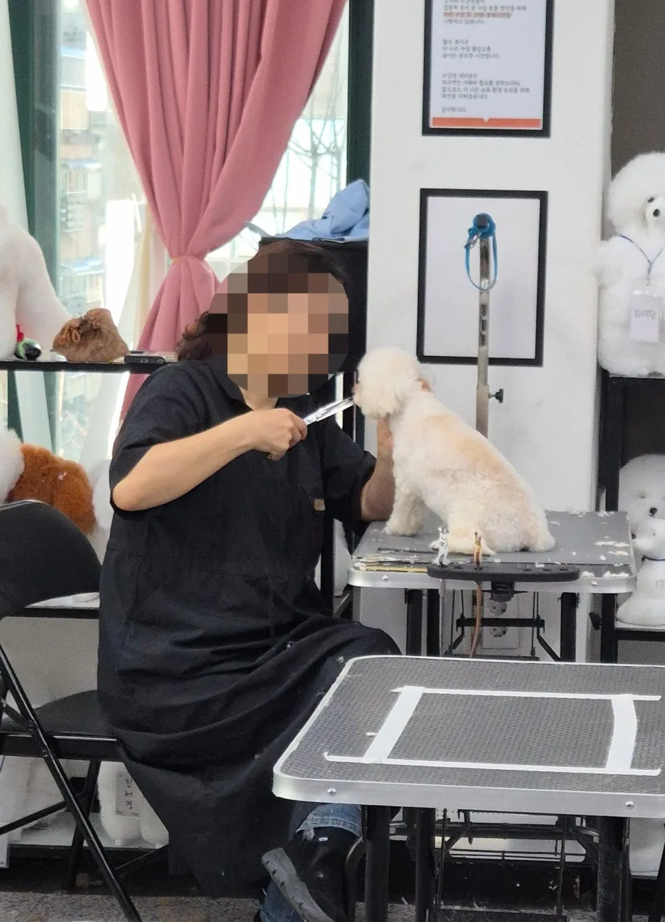 강남 애견미용학원 선택 가이드 2026: 가정견 실습의 중요성