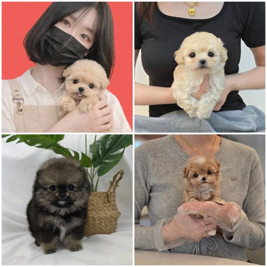 강아지 입양 vs 분양 2026: 차이점과 아파트 규정 완벽 가이드 2