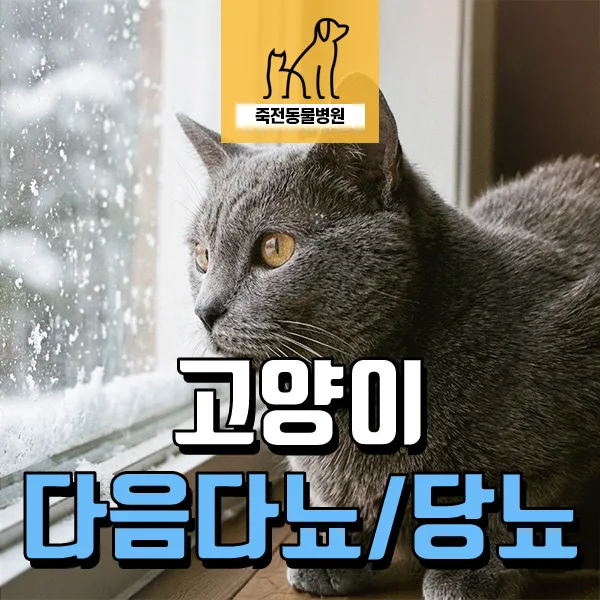고양이 다음 다뇨, 당뇨병 초기 증상과 관리법 2026