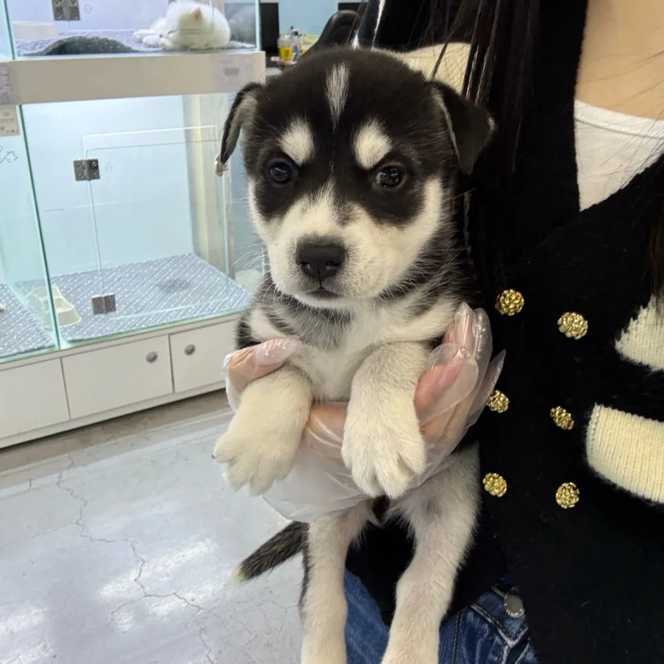 Siberian Husky Adoption Guide 2026: Smart Dog Traits & Care 2