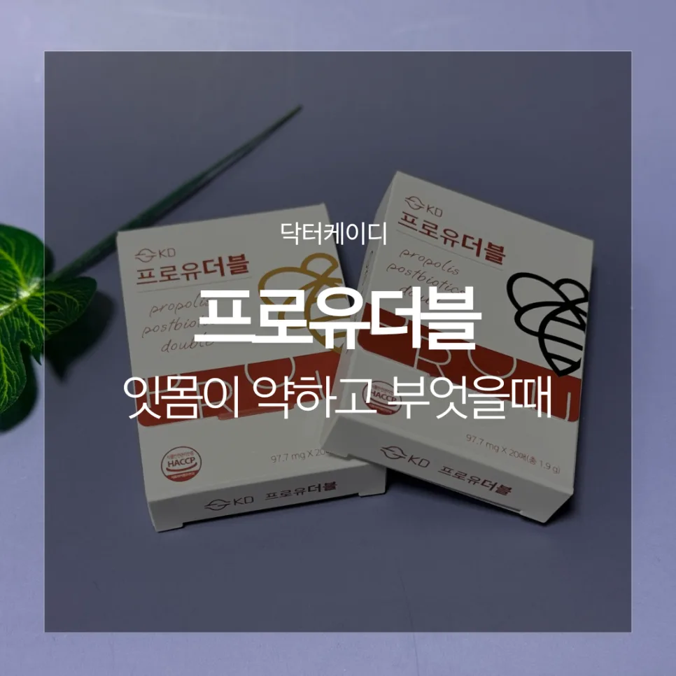 약한 잇몸 유산균 필름 2026: 프로폴리스 함유 구강 필름 총정리