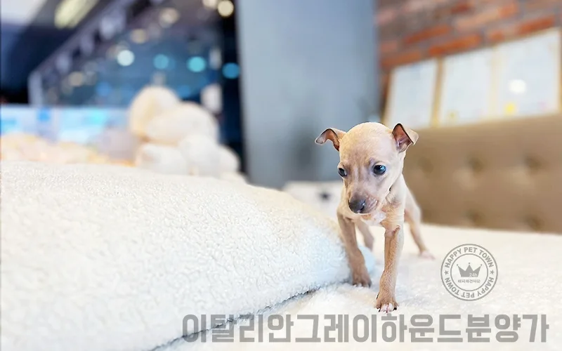 이탈리안 그레이하운드 분양가 2026: 해피애견타운 실제 후기 3