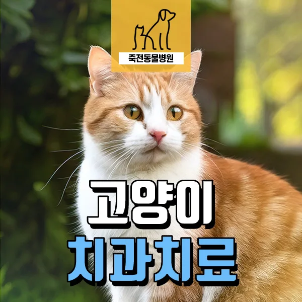 고양이 송곳니 골절 원인과 치아흡수병변 치료 2026년 총정리