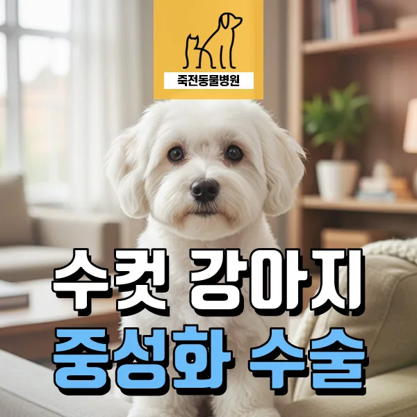 수컷 강아지 중성화, 2026년 필수 정보 총정리