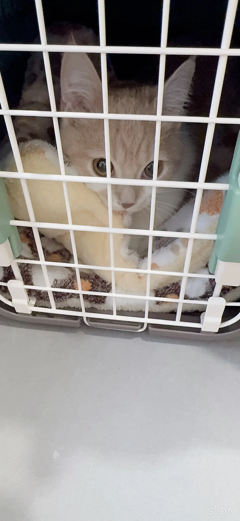 암컷 고양이 중성화 수술: 시기, 비용, 회복 총정리 (2026년 최신 정보) 2