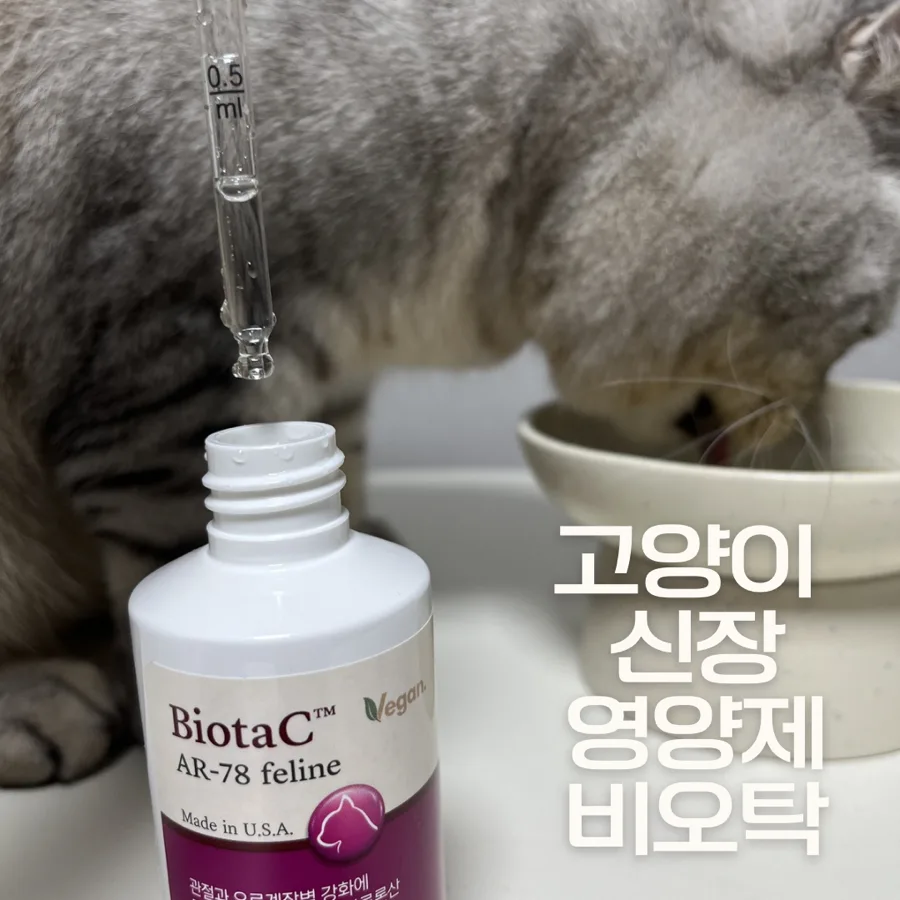 고양이 신장 영양제 효과 2026: 변비·음수량 개선 후기