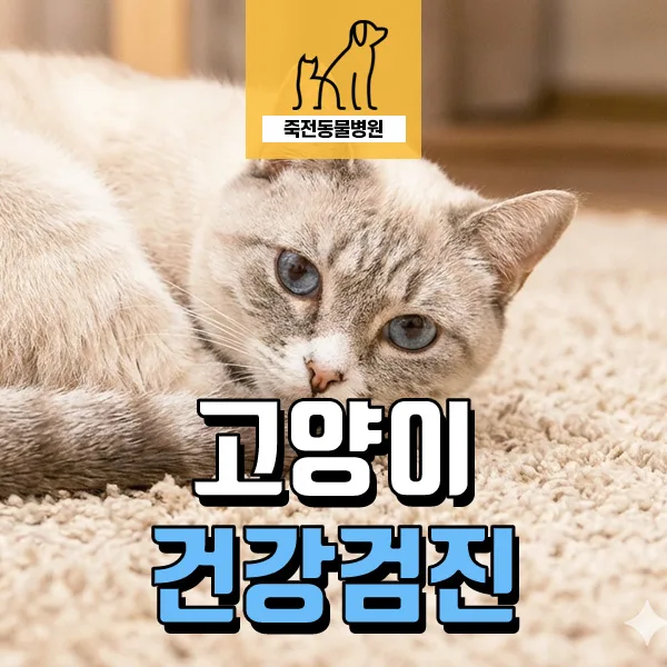 고양이 체중 감소 원인? 음수량 부족과 칼슘 수치 변화 2026