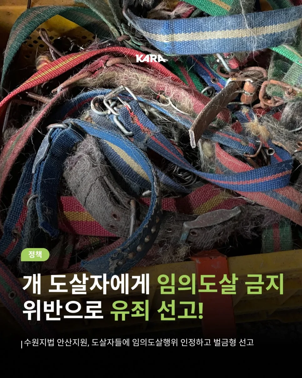 개 도살자 최초 유죄 판결 2026: 임의도살금지 적용 사례