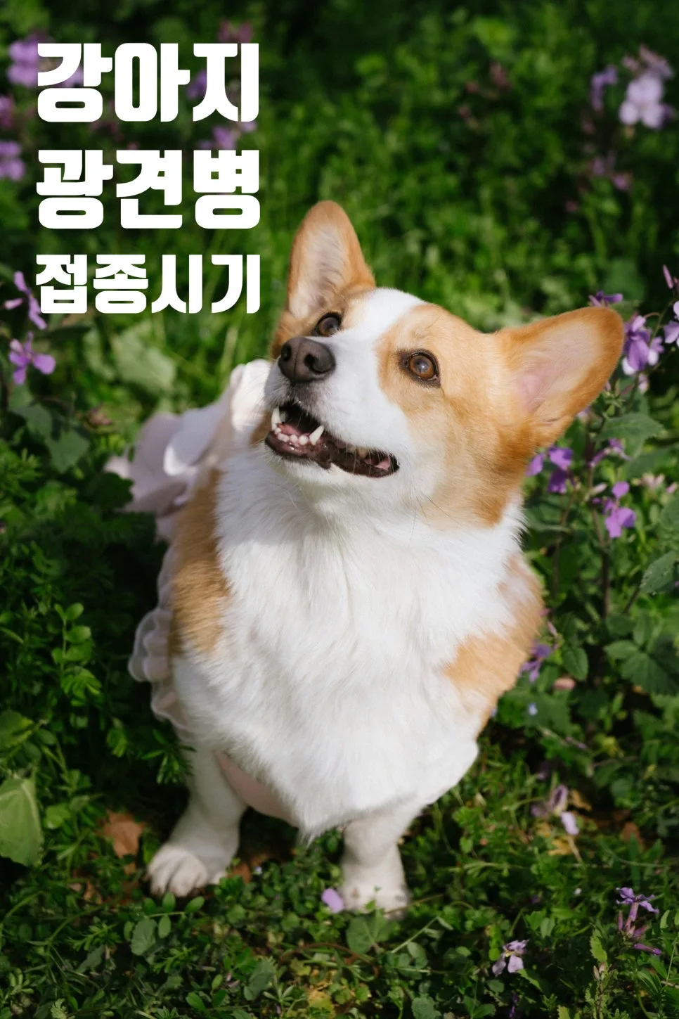 2026년 강아지 광견병 접종, 시기·비용·무료 혜택 총정리