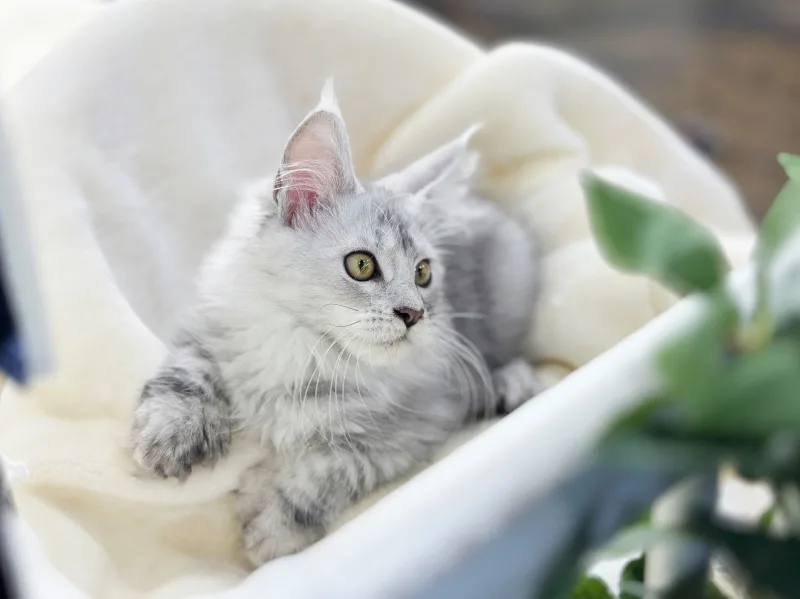 공주 고양이 분양, 건강한 반려묘 찾는 3가지 핵심 조건 2026