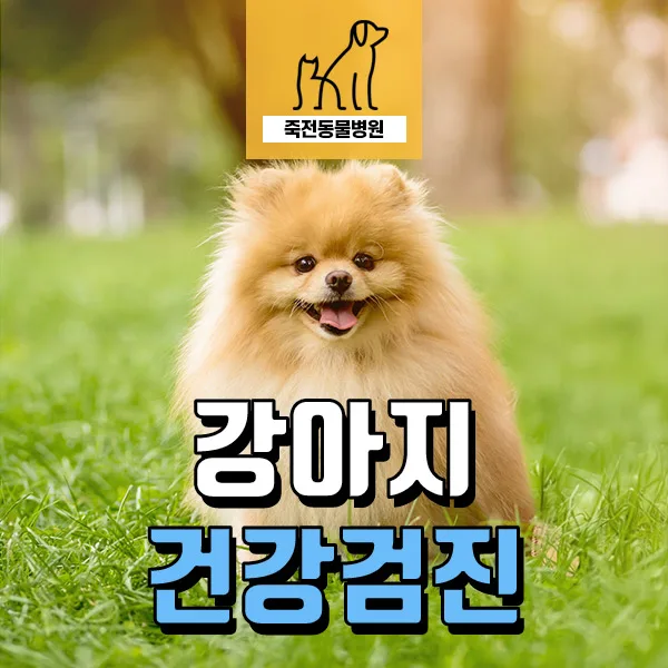 강아지 건강검진, 2026년 필수 항목과 이유 총정리