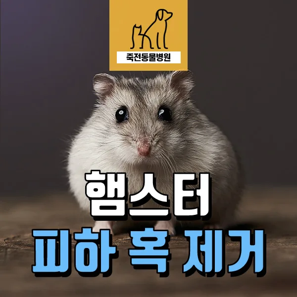 햄스터 혹 제거 수술 2026: 조기 발견 및 안전한 수술 방법 총정리