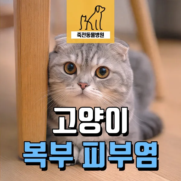 고양이 복부 피부염 원인과 치료법 2026: 호산구성 염증 사례