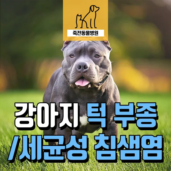 강아지 턱밑 부종, 세균성 침샘염 진단과 치료법 2026
