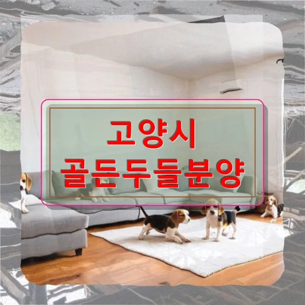 2026년 고양시 골든두들 분양: 20대 디자이너의 반려견 입양 준비 완벽 가이드