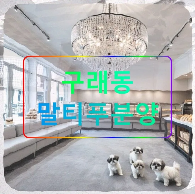 2026년 구래동 말티푸 분양: 11월 입양 장단점 및 건강 체크리스트