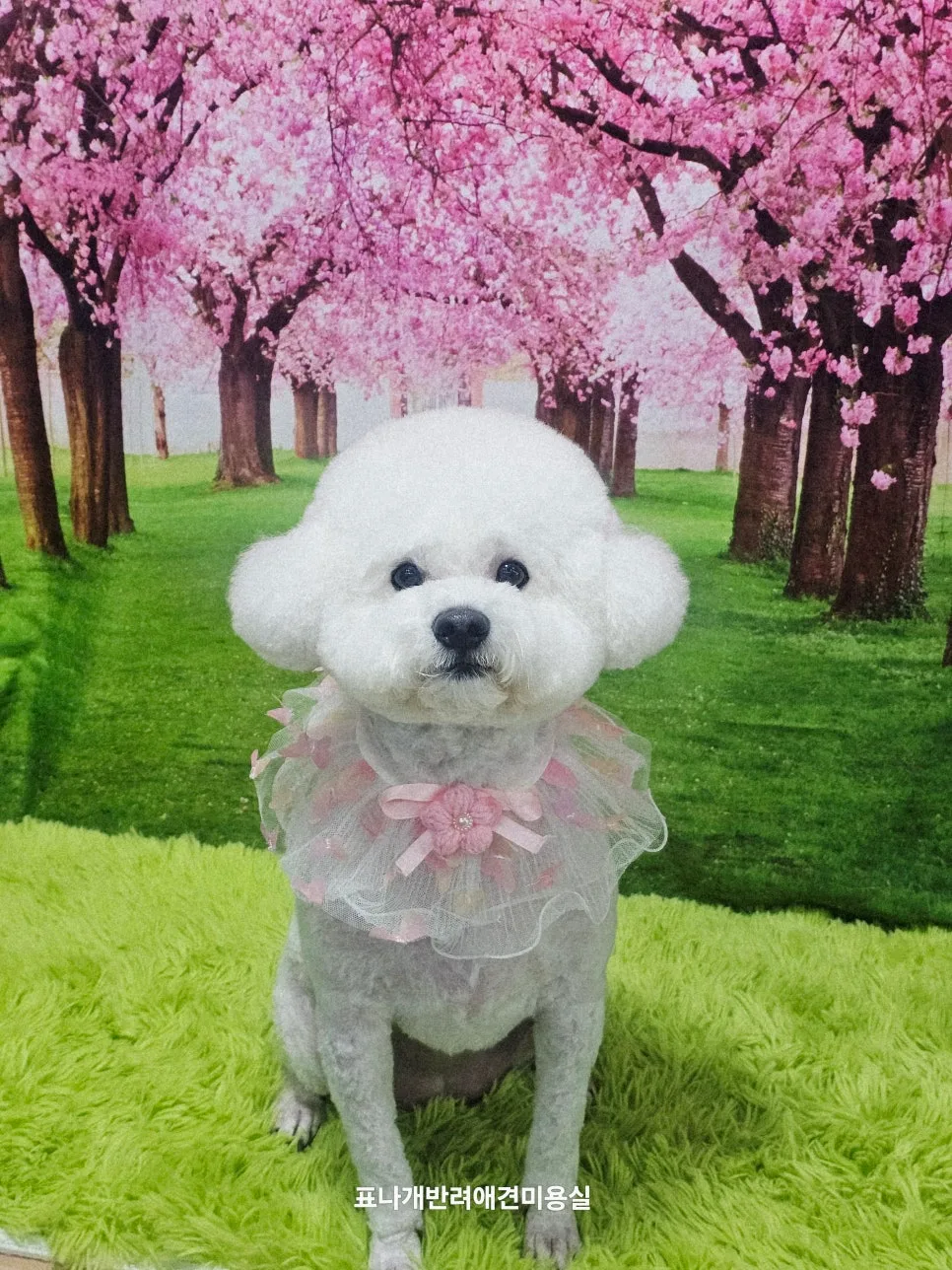 광명 비숑 미용 2026: 콩떡이와 솜이의 솔직 후기, 표나개반려애견미용실