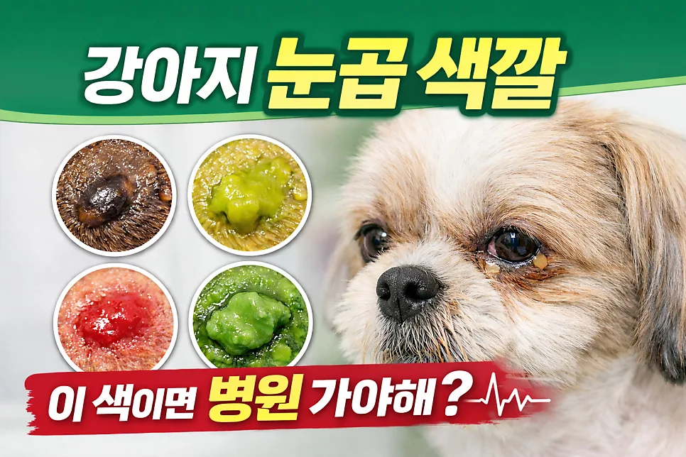 강아지 눈곱 색깔별 건강 신호 2026: 갈색, 노란색, 초록색 원인과 대처법