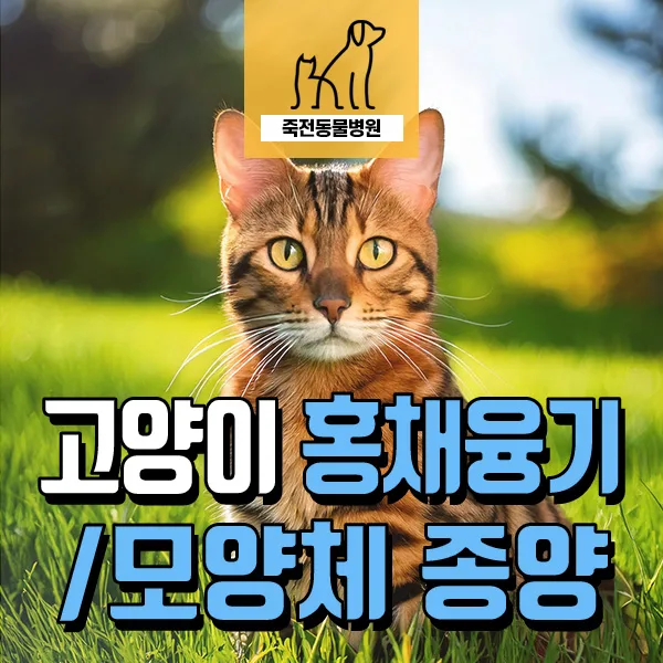 고양이 홍채 돌출 원인 2026: 모양체 종양 진단 및 관리법