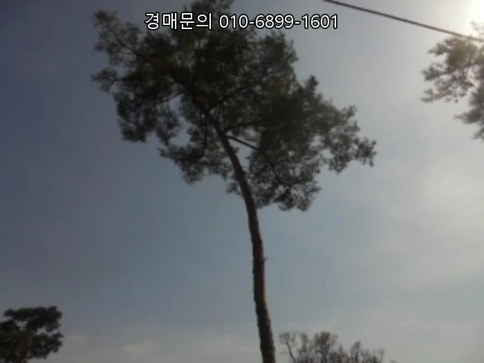 음성 토지 경매 2026년 6월 1일: 대규모 단독주택 부지 투자 분석 2