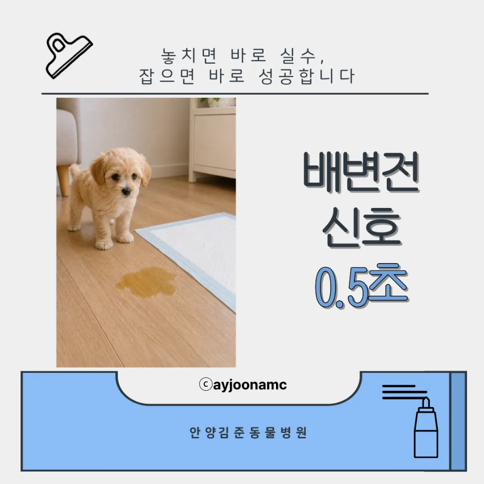 강아지 배변 신호 0.5초 포착법: 2026년 전문가 가이드