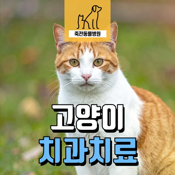 8살 고양이 치아 문제 2026: 흔들리는 치아, 염증, 흡수병변 치료법