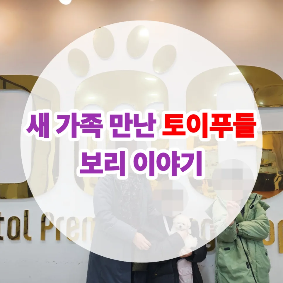 세종시 강아지 분양, 크림 토이푸들 '보리'의 새 가족 찾기 2026