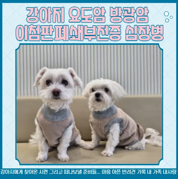 강아지 암 전이 증상: 요도암·방광암 말기 판정 후기 2026