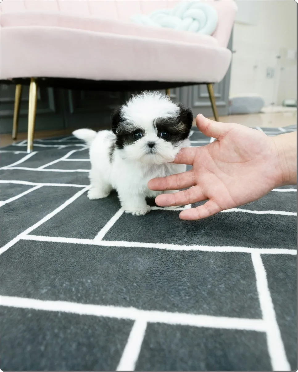 경기 광주 말티푸 분양 2026: 건강한 반려견 찾는 법