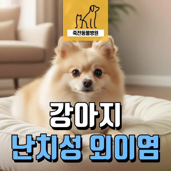 강아지 만성 외이염, 항생제 감수성 검사로 재발 막는 법 2026