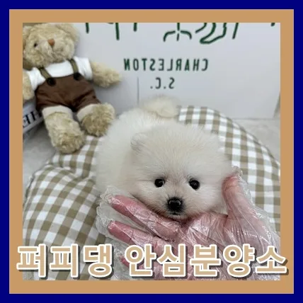 서산 말티푸 분양, 퍼피댕과 함께한 행복 후기 2026