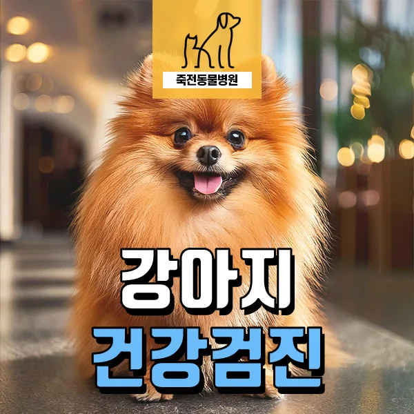 6살 포메라니안 건강검진: 기관허탈 조기 발견 및 관리법 2026