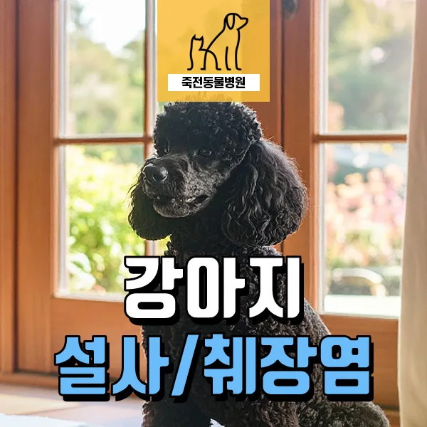 강아지 췌장염 조기 진단과 치료: 11세 푸들의 실제 사례 2026
