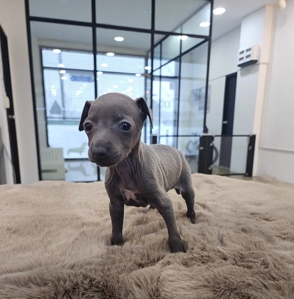 Italian Greyhound Adoption 2026: Your Essential Checklist