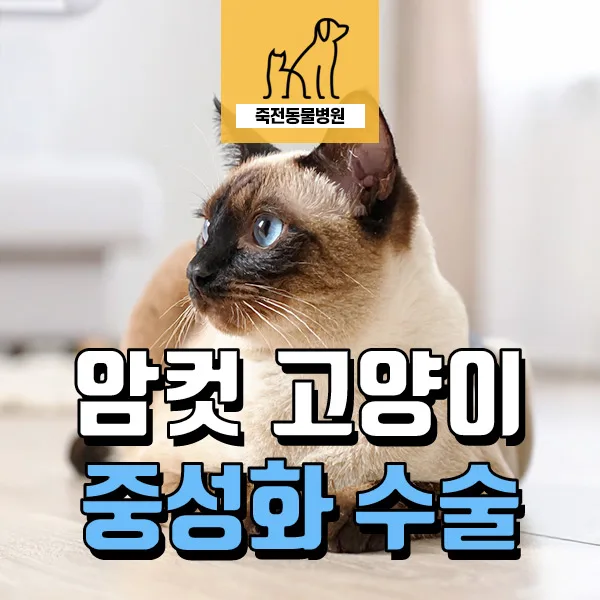 7개월 암컷 고양이 중성화, 왜 필요할까? 2026년 수술 가이드