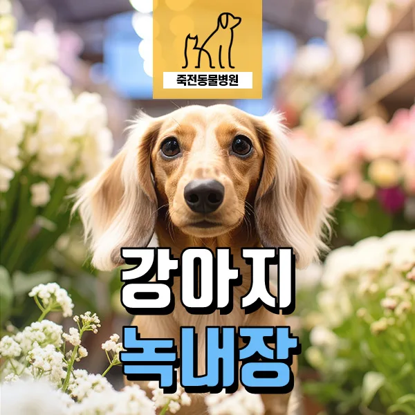 강아지 녹내장 증상과 치료법: 눈 뿌옇고 커질 때 대처법 2026