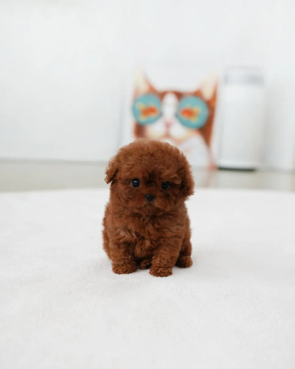 경기 광주 강아지 분양: 알로하펍앤코에서 특별한 가족 찾기 2026 3