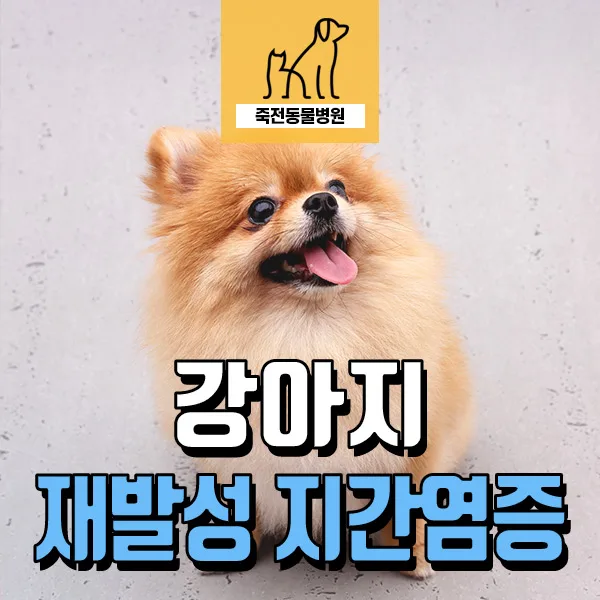 강아지 지간염증 재발, LPPD 수술로 잡는 법 2026