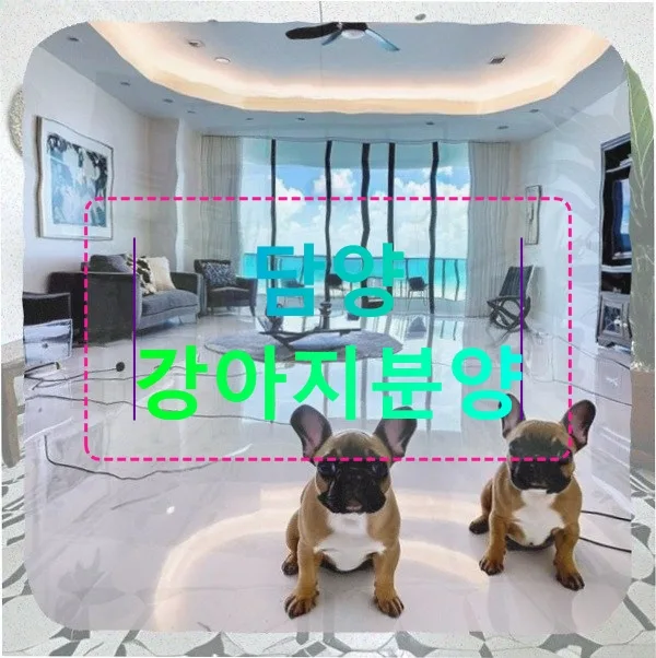 담양 강아지 분양, 허스키 입양 전 필수 체크리스트 2026