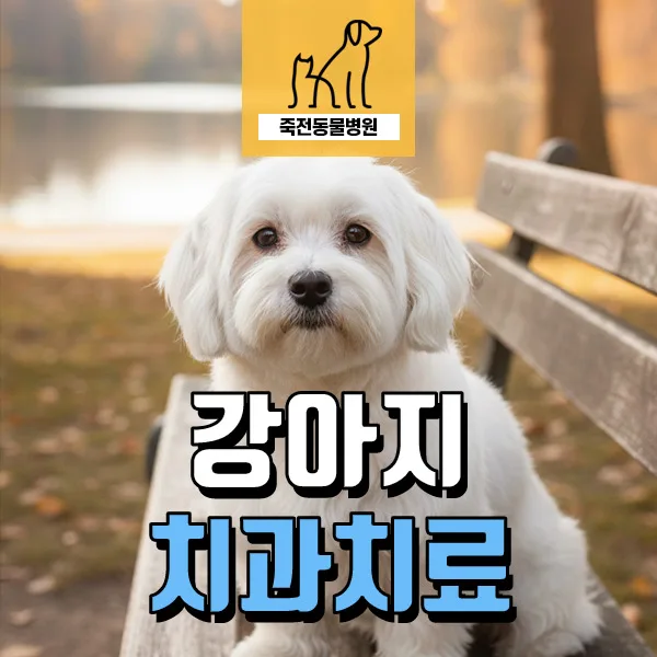 강아지 치주 질환, 잇몸뼈 녹는 치조골 융해 해결책 2026