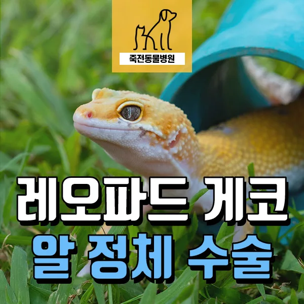 레오파드 게코 알 정체, 2026년 수술 성공 사례와 위험 신호 총정리